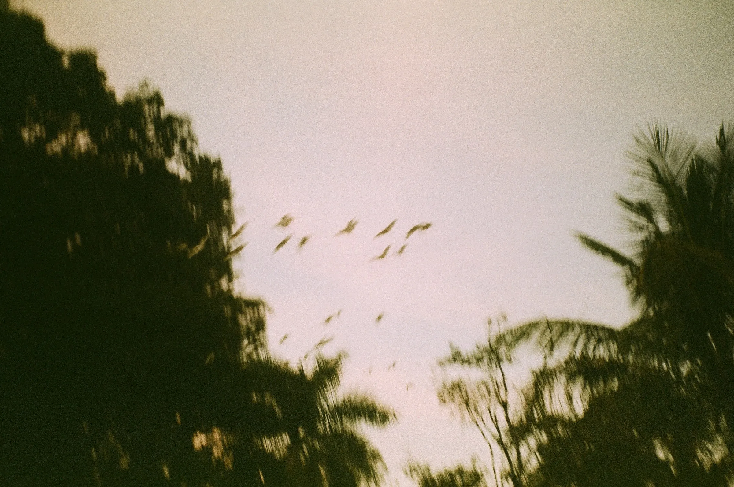 Pássaros ao entardecer, 35mm