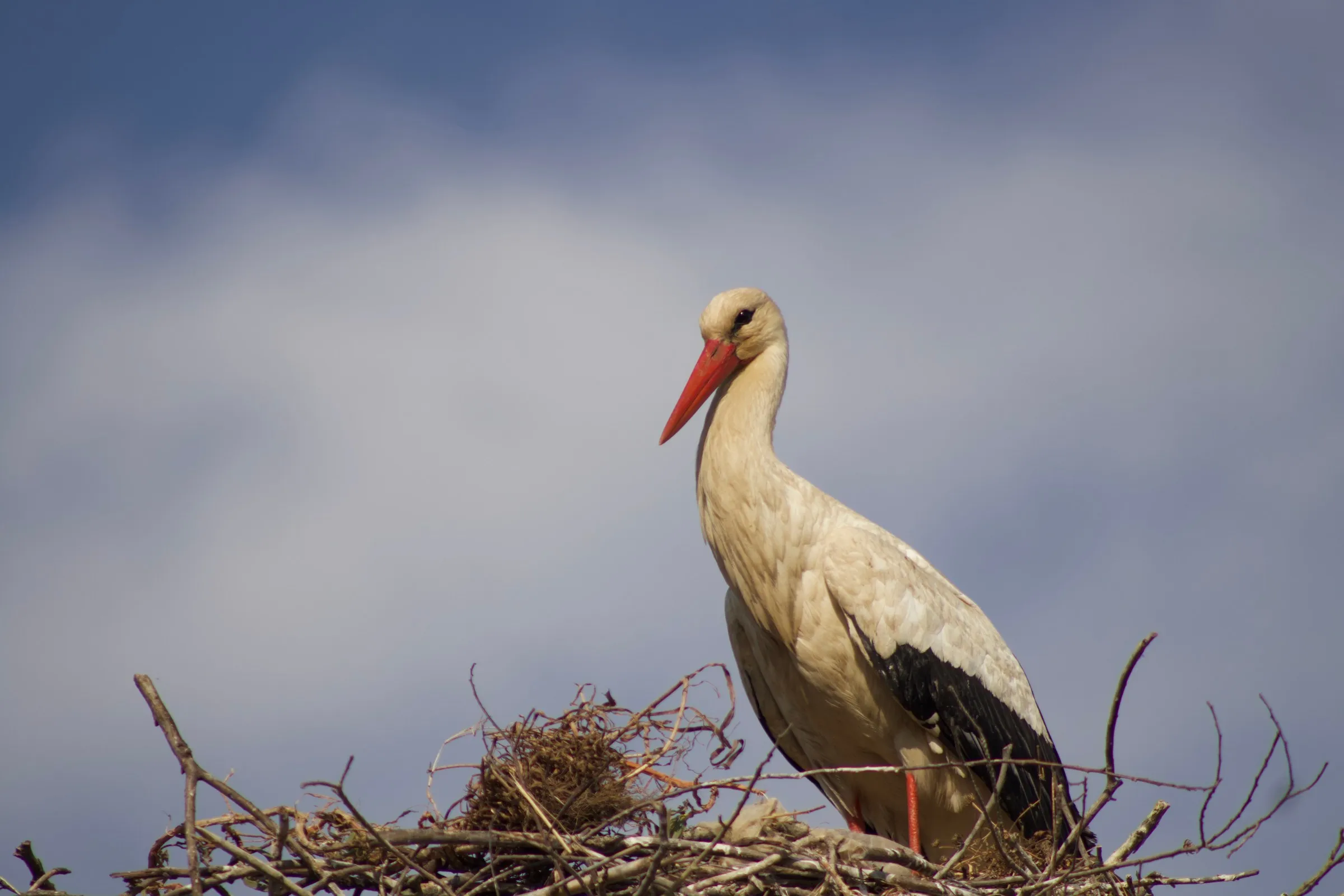 Cegonha no ninho, El Camino